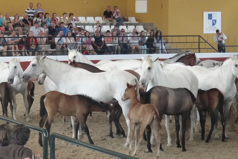 Klisny a hříbata shromážděná v hlavní aréně s diváky za zábradlím; celkový snímek expozice v hřebčíně