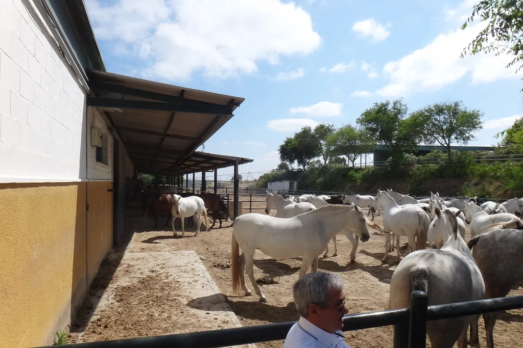 Juments grises et blanches dans un paddock sablonneux attenant à une écurie aux murs jaunes et au toit en pente